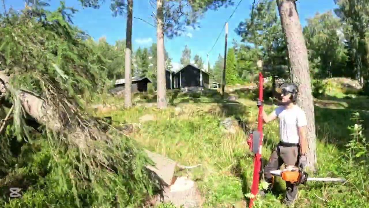 Tomtnära trädfällning hos kund i sommartjärn 