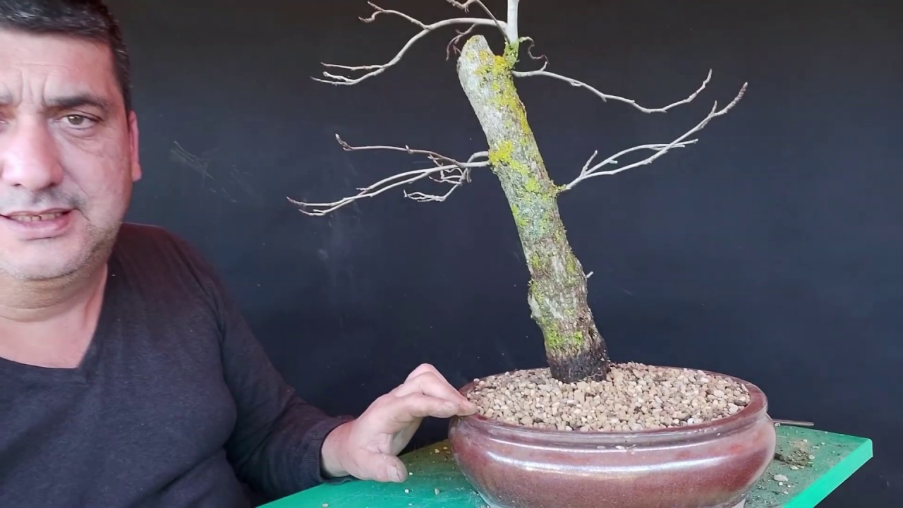 BONSAI LIQUIDAMBA PRIMER TRABAJO DE RAÍCES  Y TRANSPLANTE *