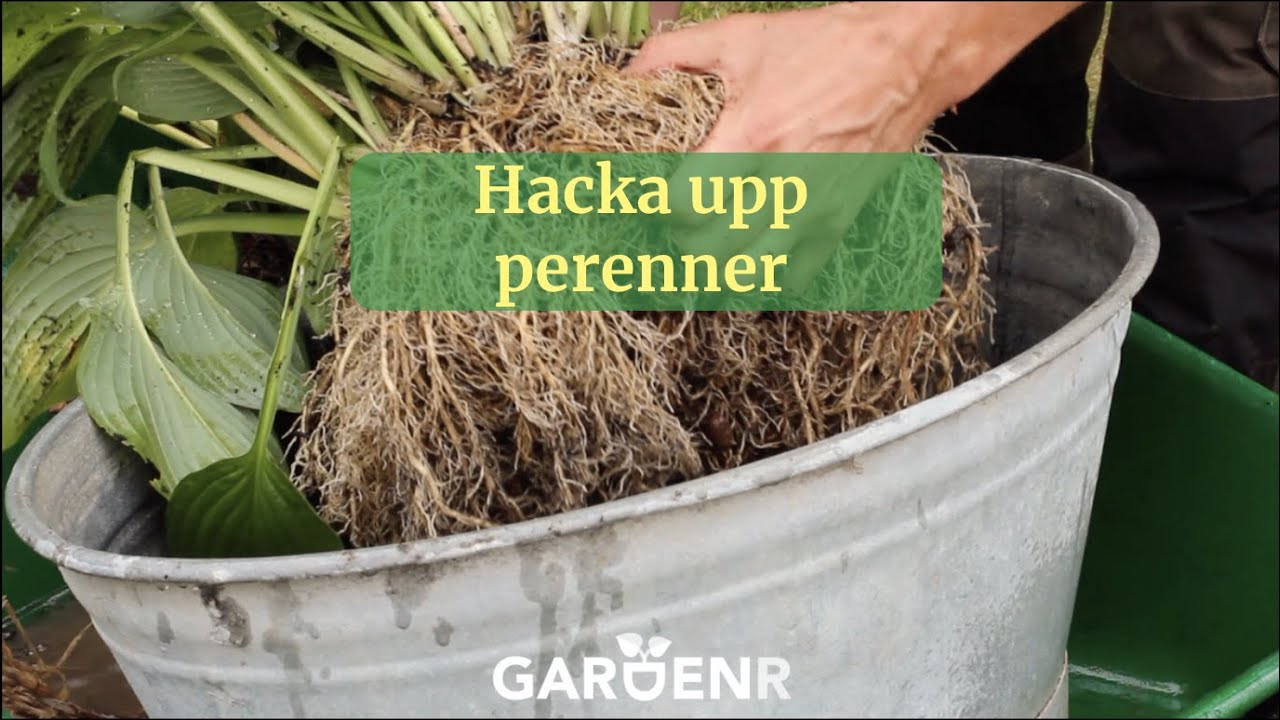 Hacka upp perenner - Trädgårdshacks med GardenR