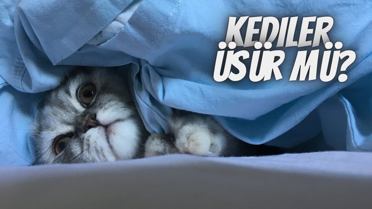 Kediler üşür mü? Nasıl anlarız? Üşümemesi için neler yapabiliriz?