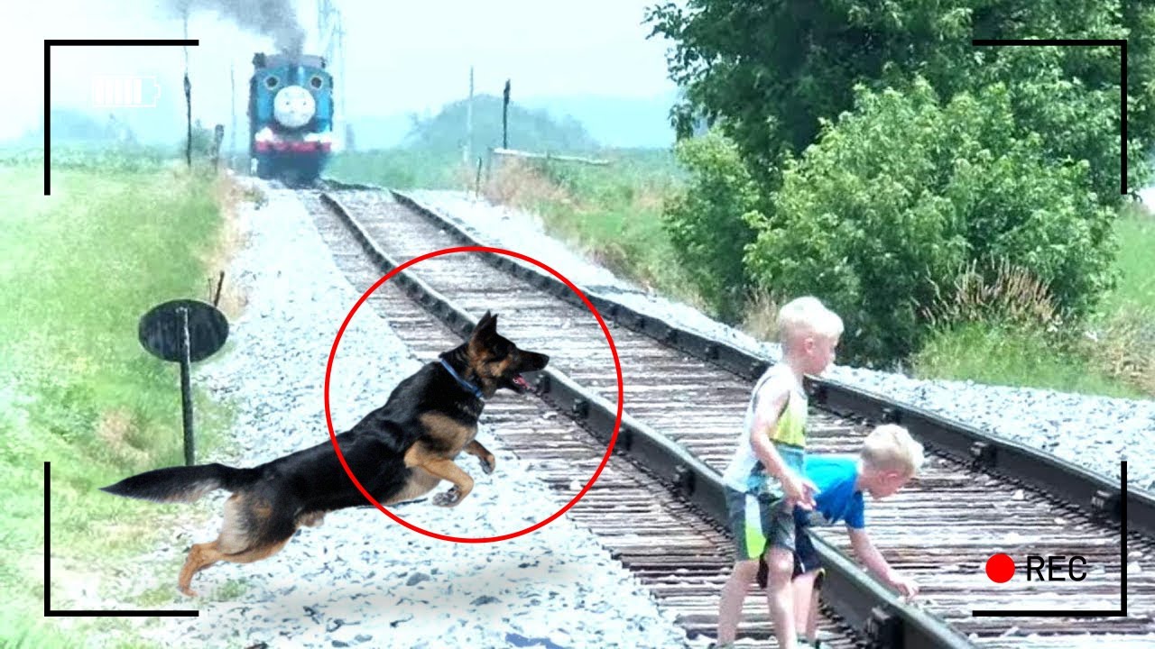 Heroic Pets Who Saved Owners Life Caught on Camera