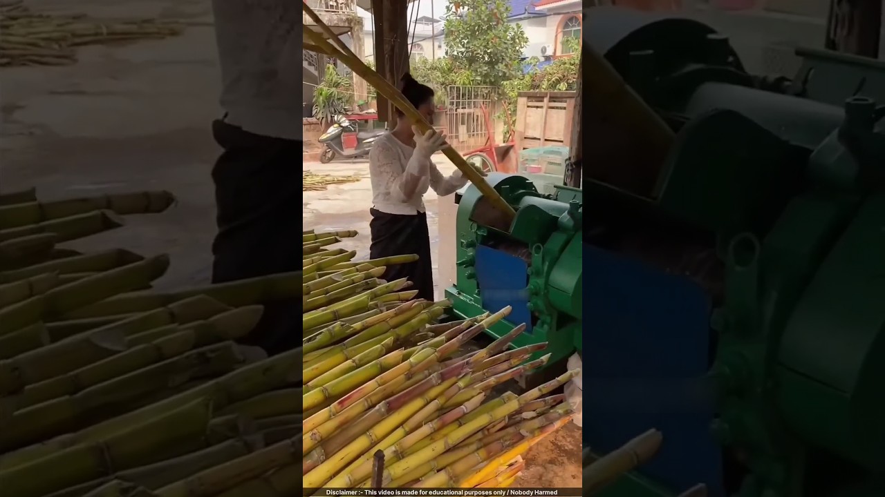 Unique Chinese Sugarcane Planting & Jaggery Making! 🌱