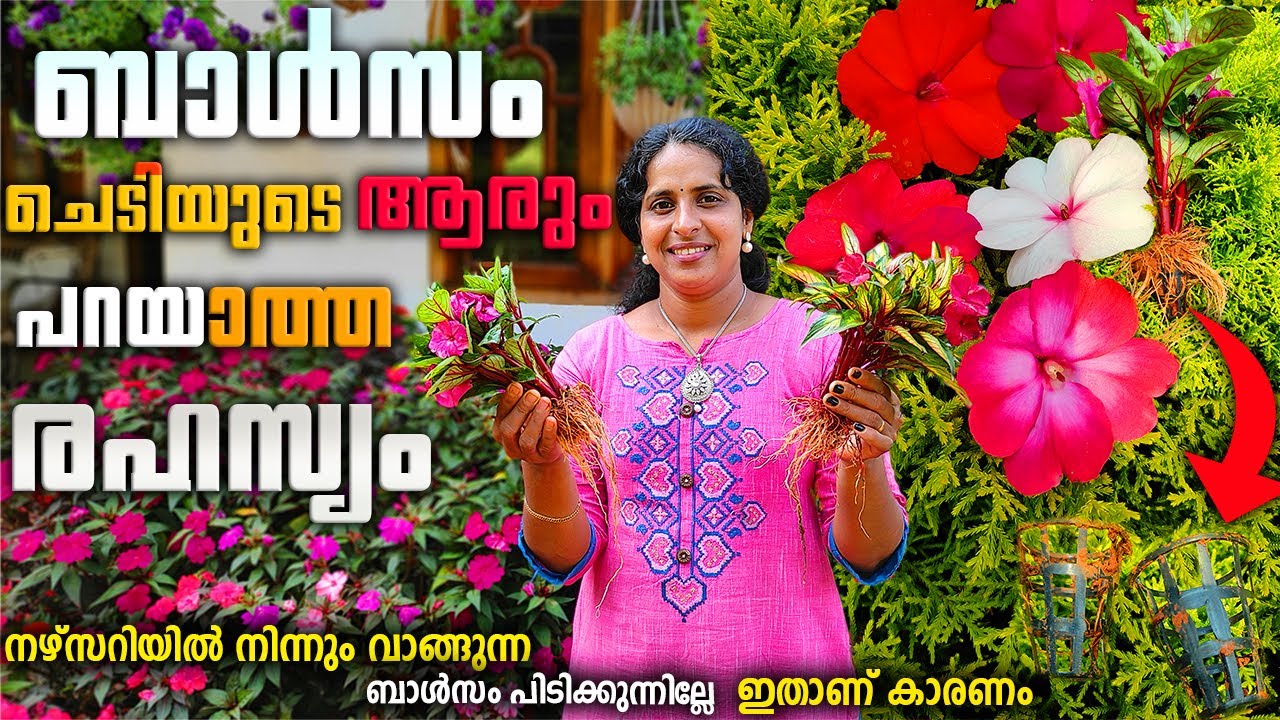 നേഴ്‌സറിയിൽ നിന്നിം വാങ്ങുന്ന ചെടിയിലെ രഹസ്യം|The secret of the plant that you buy from the nursery|