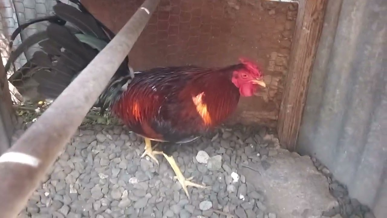 Mostrando Los Pollos Dé Tony Montana Excelentes Ejemplares Dé Linea Buena Crianza Marcado 5 Y 6 Susc