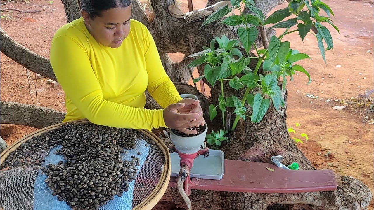 AZEITE DE MAMONA PROCESSO ARTESANAL DA ROÇA