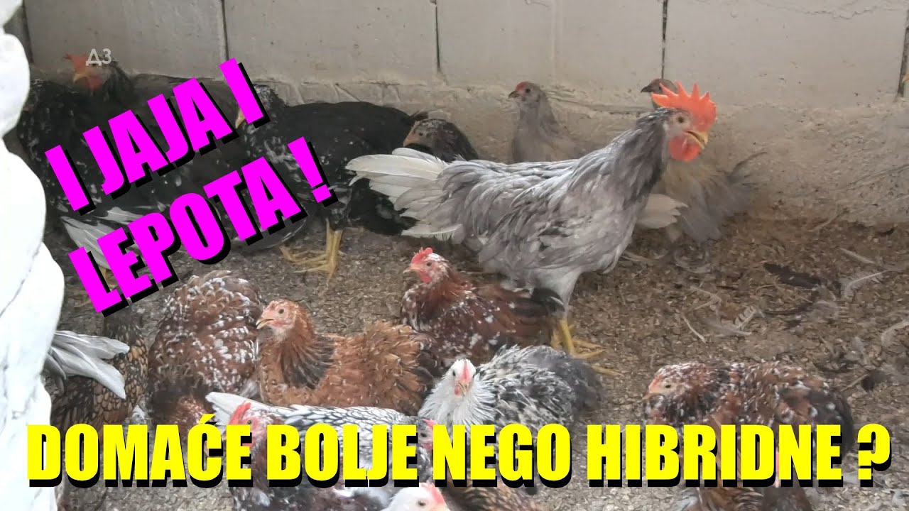 LEPOTA ZA SVAKO DVORIŠTE - koka koja DAJE I JAJE I IZGLED - DOMAĆA BOLJA NEGO HIBRIDNA !