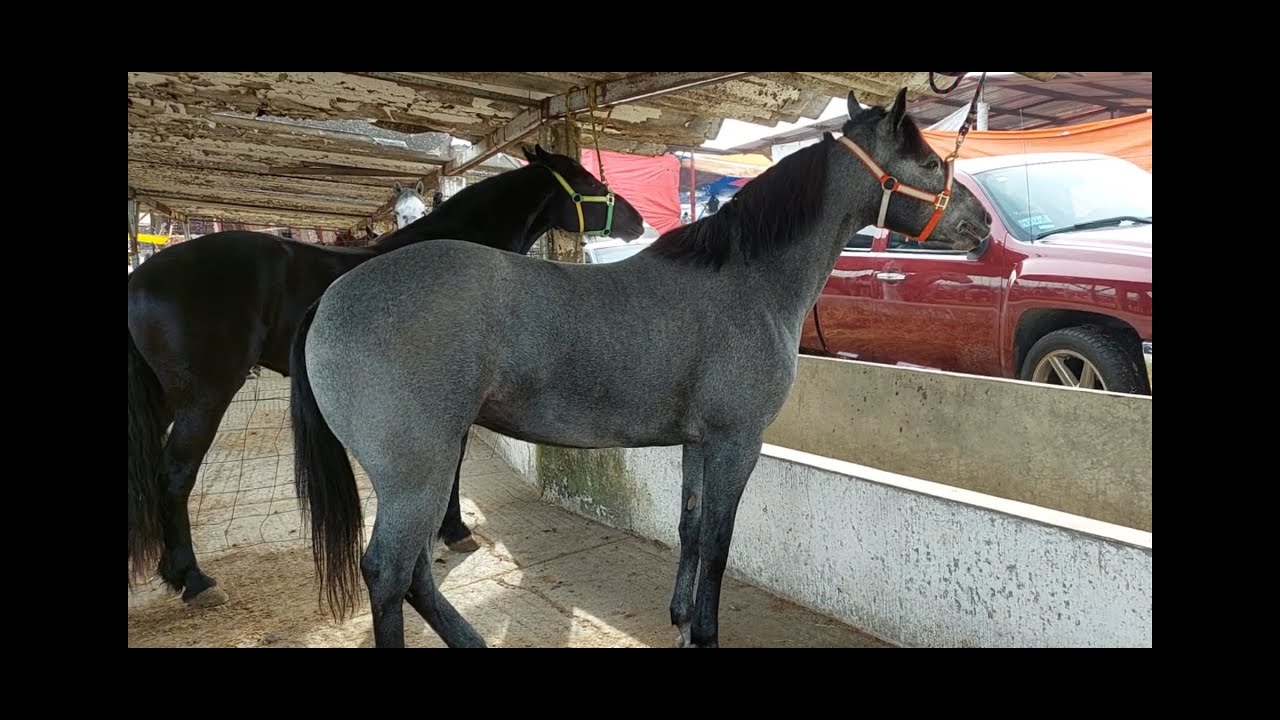 TIANGUIS GANADERO,RANCHO LAS TABLAS,PURO CABALLO DE LUJO, COMPRAMOS DOS ANIMALES Y LOS  ENTREGAMOS.