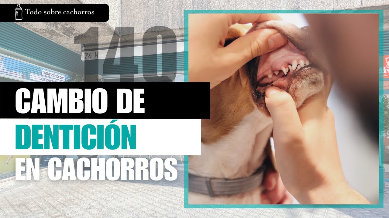 CAPÍTULO 140: Cambio de dentición del perro cachorro