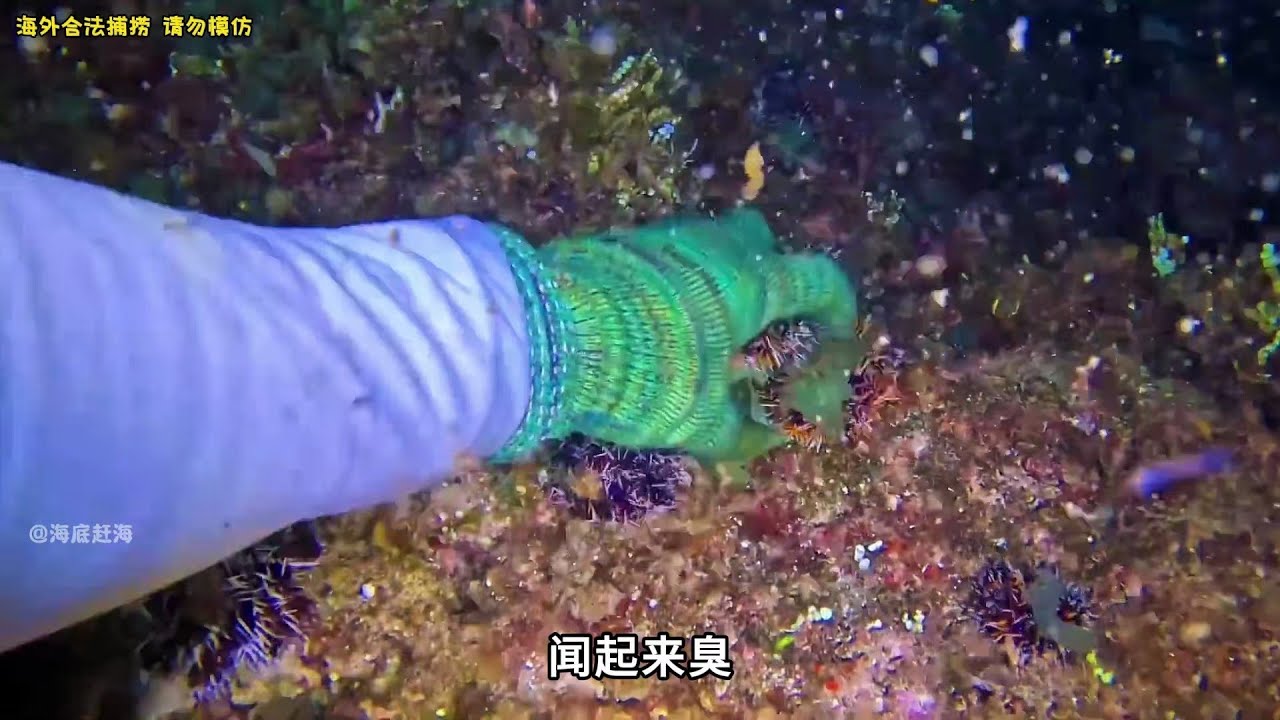 赶海89 海底赶海都能捞到什么海货 哔哩哔哩