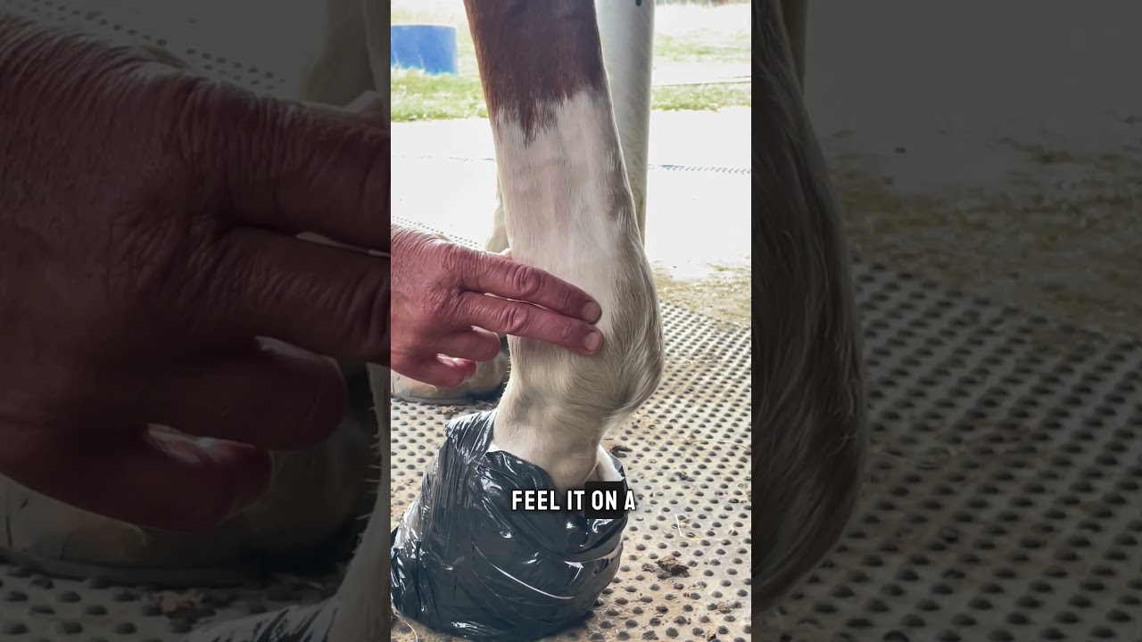 How To - Find Digital Pulses on a Horse's Leg