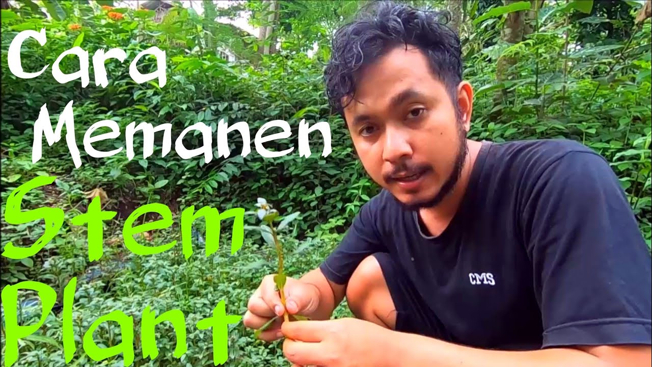 Panen Tanaman Aquascape Disamping Rumah