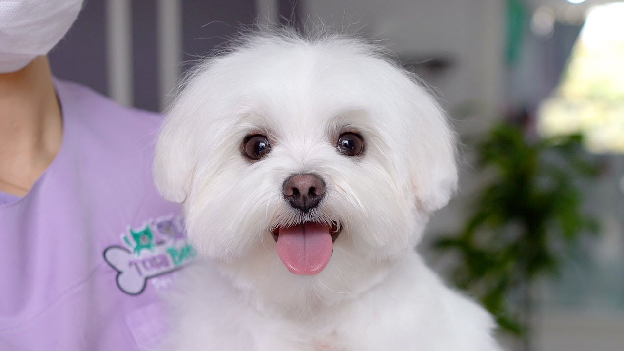 Привет! Меня зовут монстр. ✂️❤️🐶