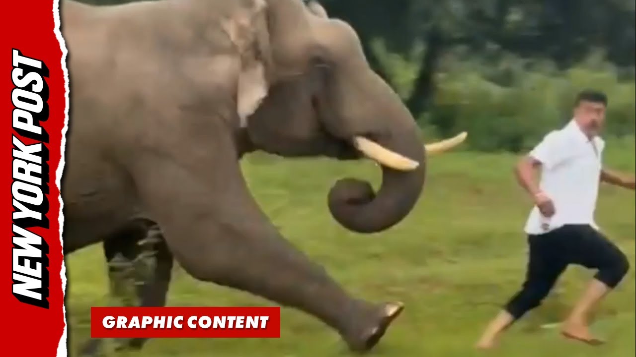 Elephant chases and tramples tourist 'after trying to take a selfie'