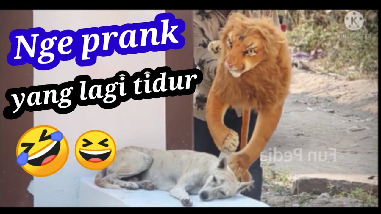 prank anjing tidur, #prank_anjing #prank_anjing_tidur #prank_anjing_lucu