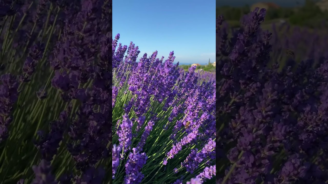 Massignano; la magia dei campi di lavanda in fiore 💜