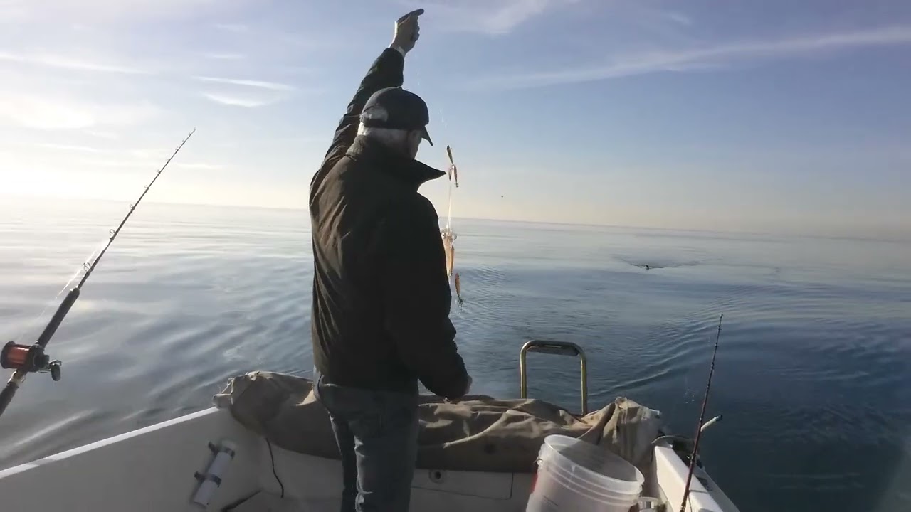 Traina calamari con affondatore trolling squid fishing