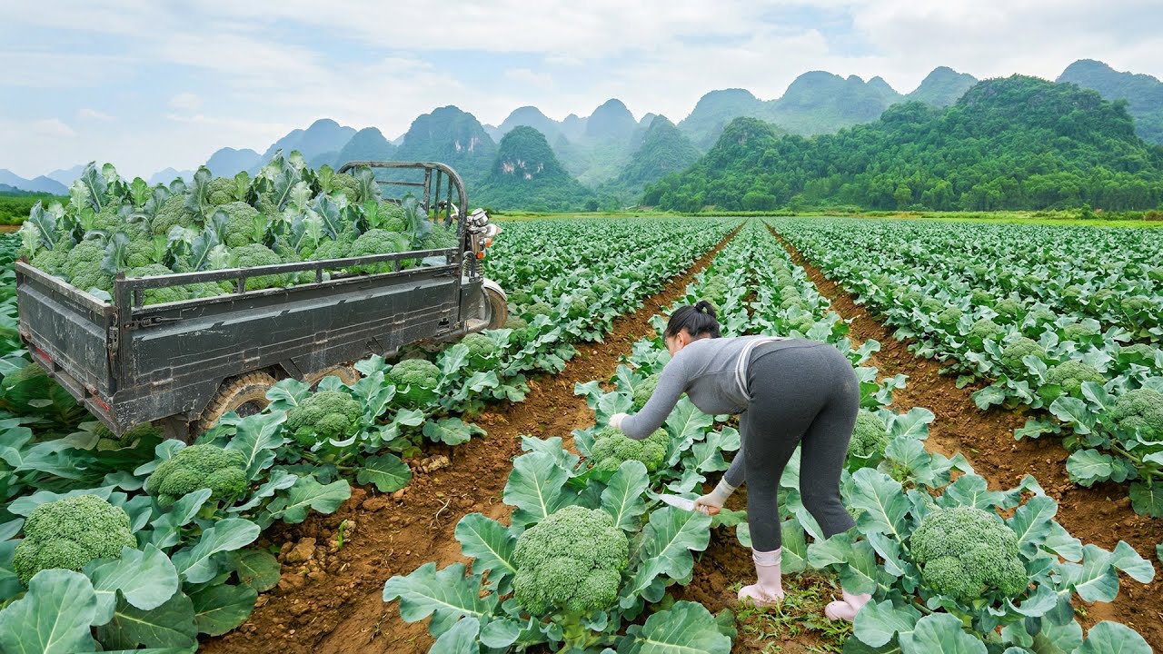 Harvesting Lots Of Cauliflower In The Vegetable Field -- Use Truck Transport Cauliflower To Sell