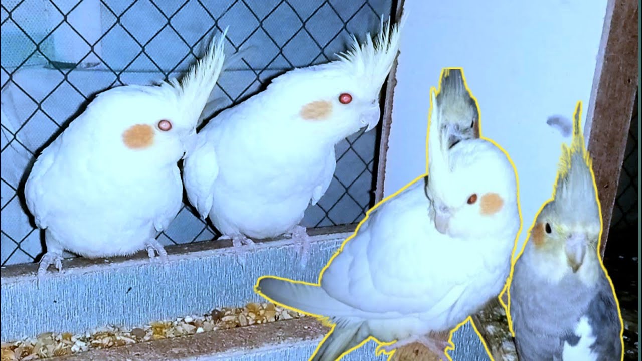 February 14, 2026|Cocktail Lovers ❣️|#cockatiel |W pet vlog 