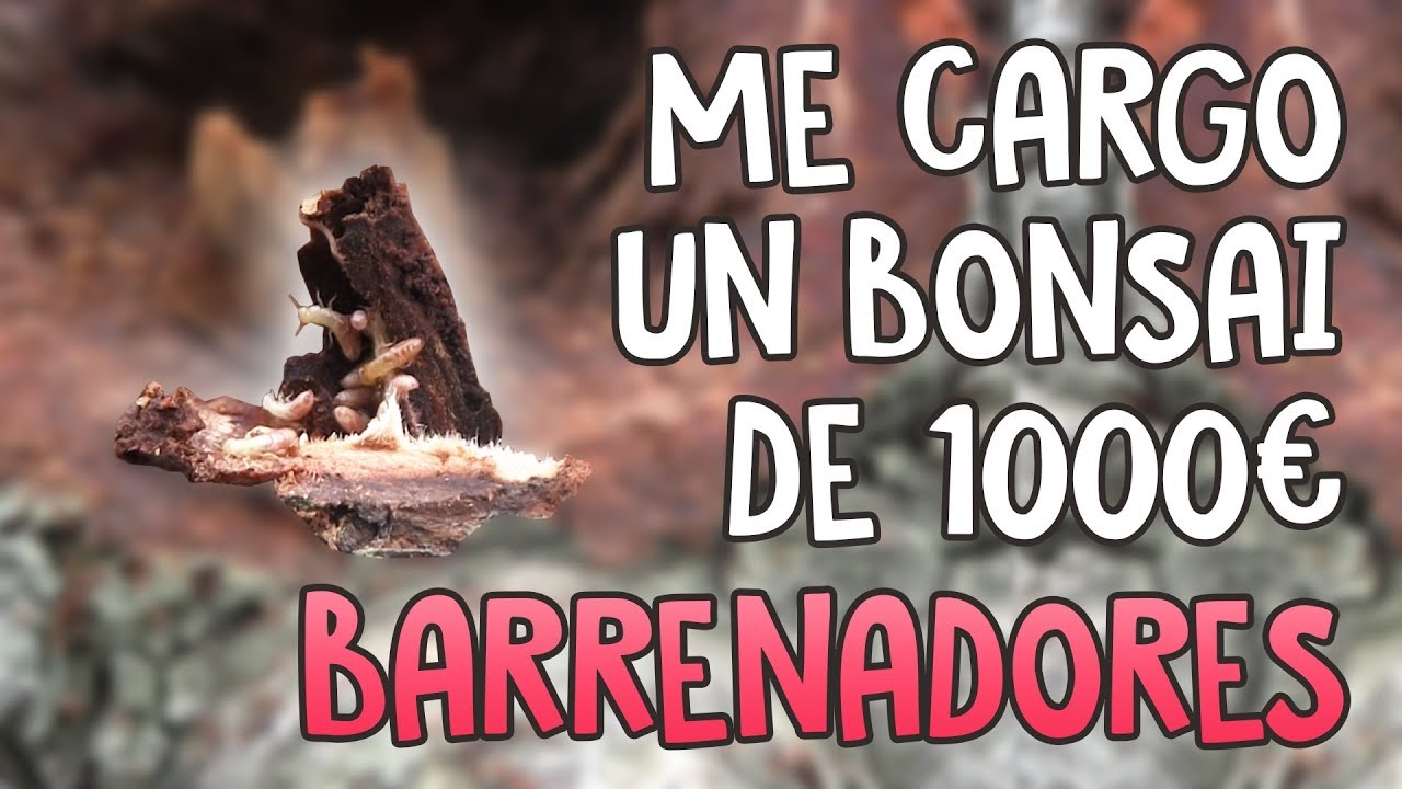 Me cargo un bonsai de 1.000 euros - Segunda parte - Barrenadores