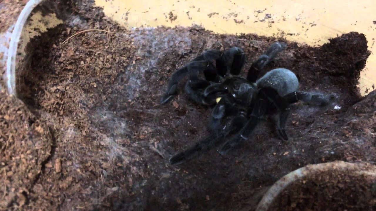 [Tarantula] Ornithoctoninae G. sp. 
