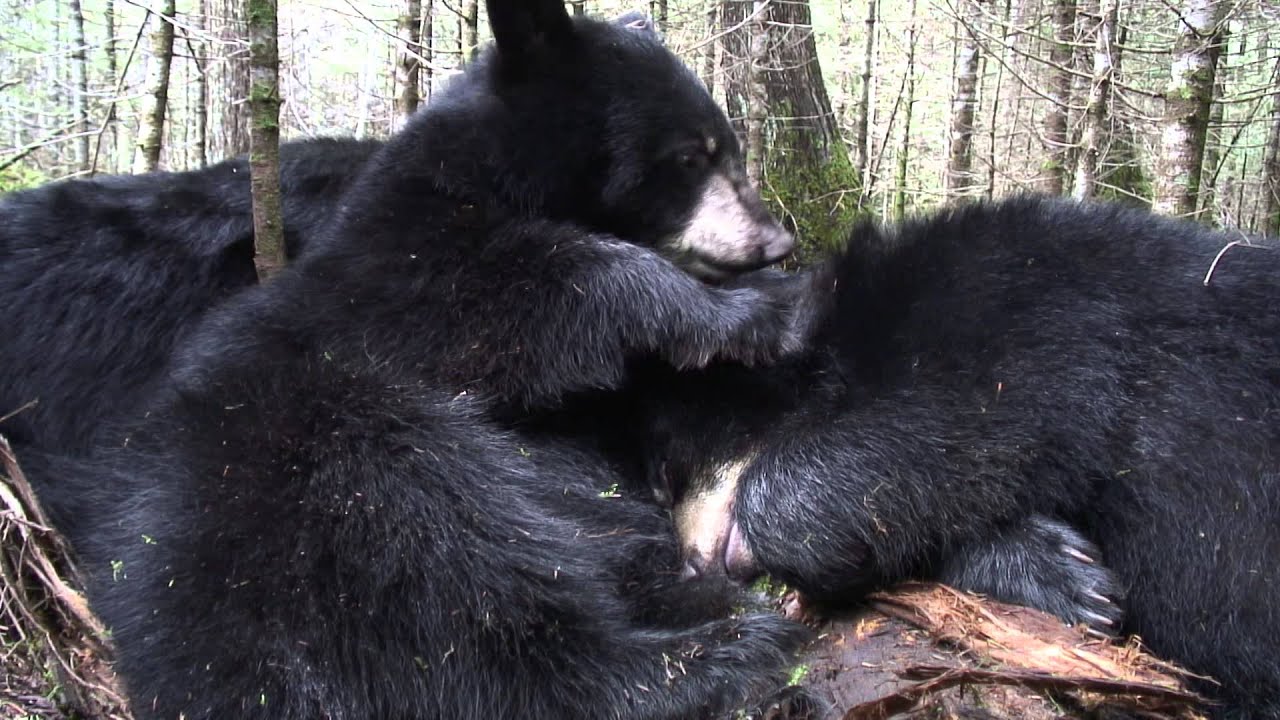 September 8, 2007 - Bud grooms himself and Lily