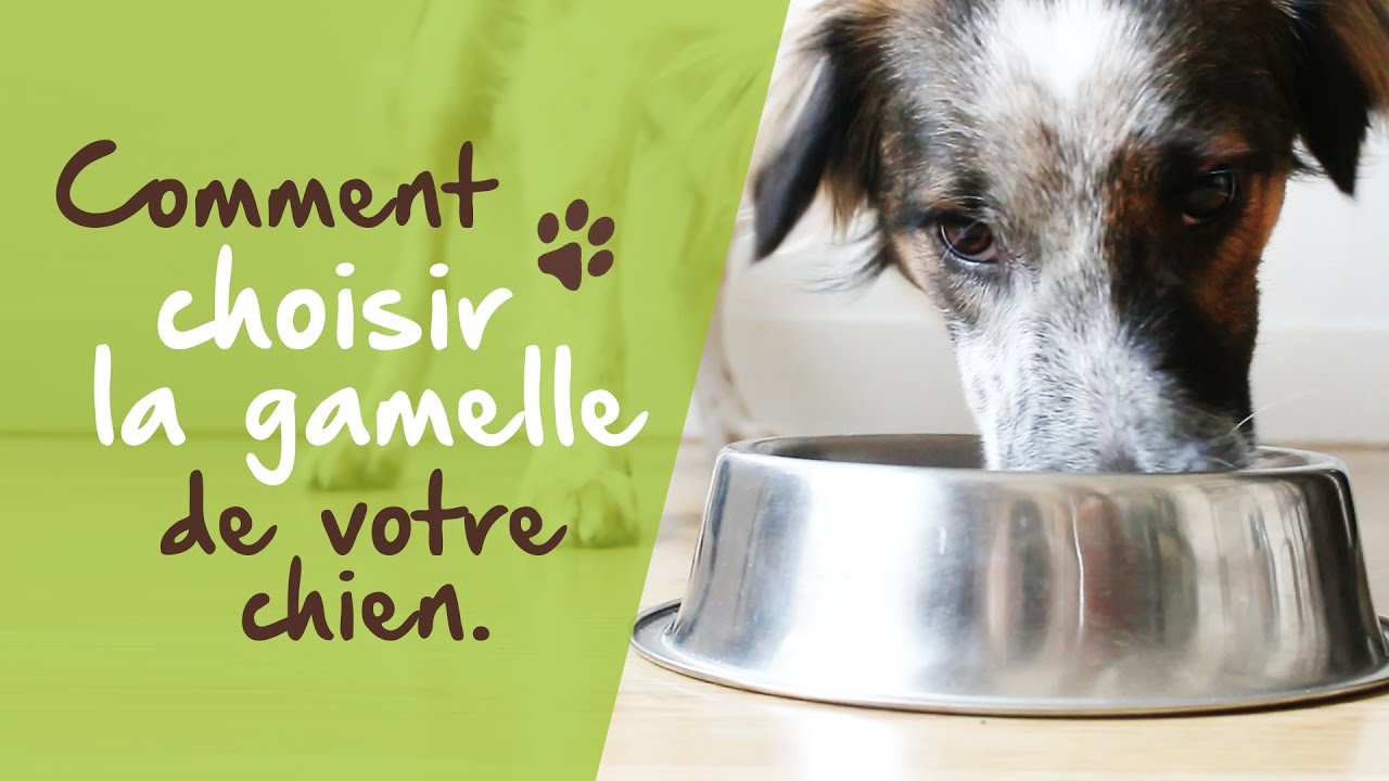Comment choisir la gamelle de votre chien
