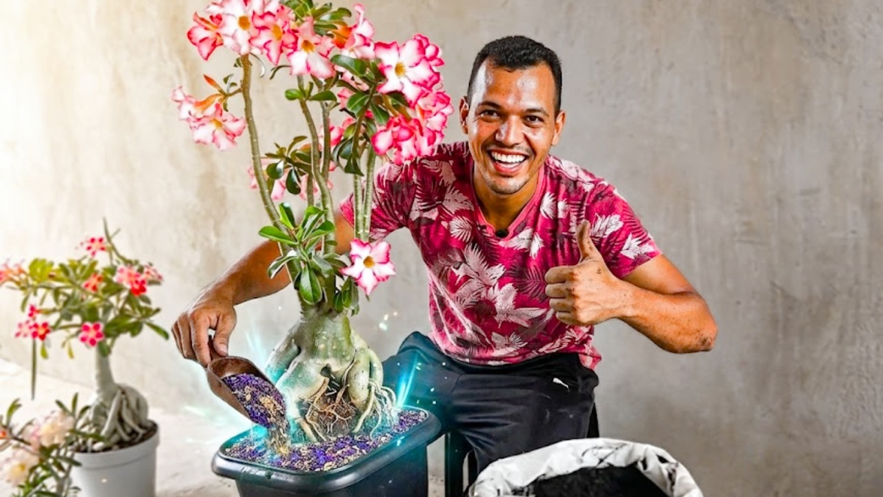 REPLANTE SUA ROSA DO DESERTO ASSIM E ELA VAI EXPLODIR DE CRESCIMENTO E FLORAÇÃO 🌵✨