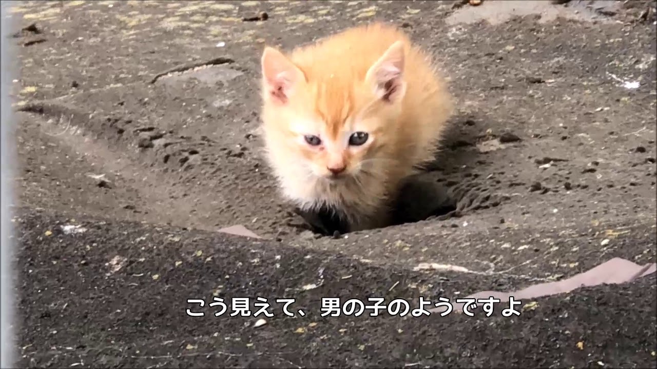 【子猫保護作戦その1】残された2匹の野良子猫の成長編