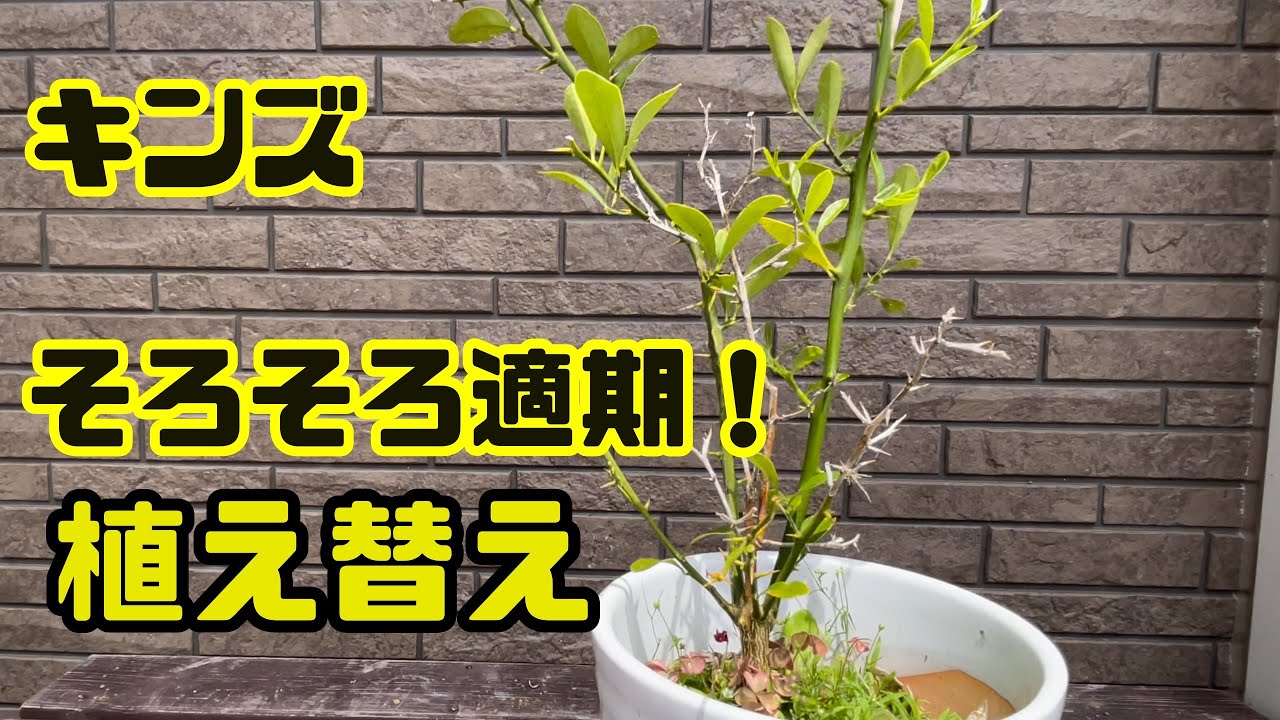 【キンズ】盆栽へ出発！植え替え、剪定、針金かけ、根伏。【初心者】