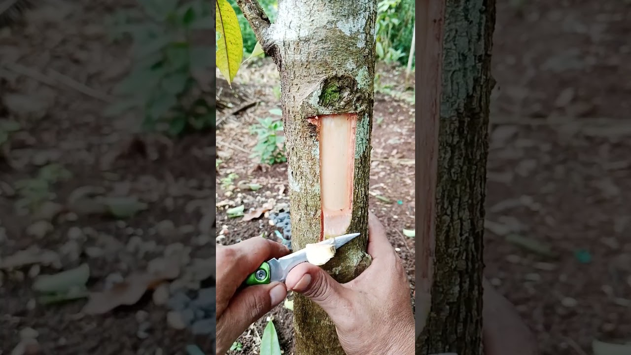 Entres ganda pada sambung sisip durian 