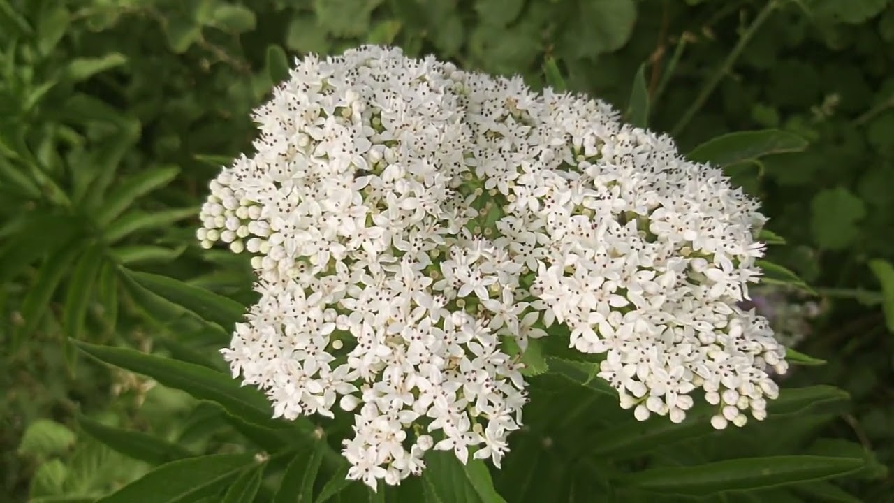 &lrm;@New things in nature&nbsp; Sambucus ebulus,dwarf elder,qingla(2)
