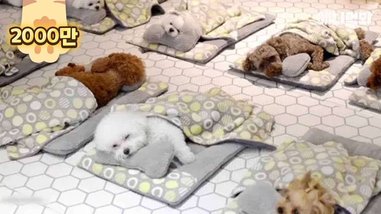 Щенки наслаждаются временем сна в детском саду LOL
