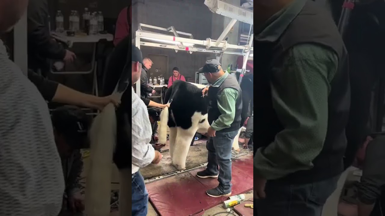 The American Royal Market Steer Experience!