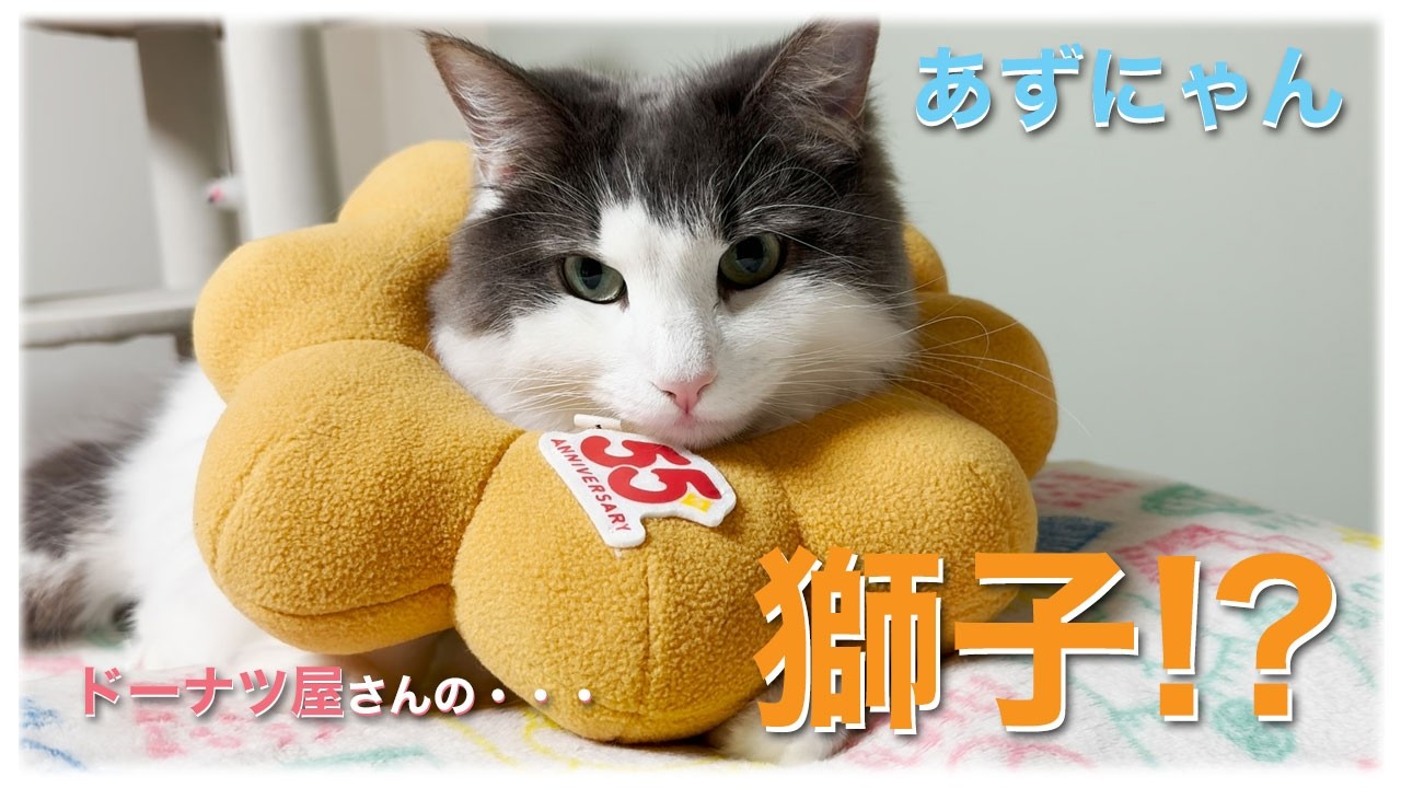 あずにゃん、🦁ポン・⚫︎・ライオン🍩に・・・😍　⛑️かぶりもの🙅‍♀️嫌です🙀【猫　サイベリアン　あずき】[vol.247]