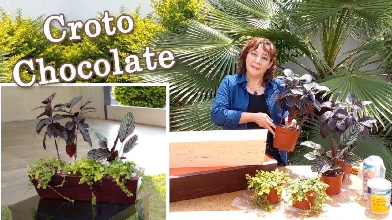 Planta Croto Chocolate  y Calathea Ornata en Maceta de Madera.