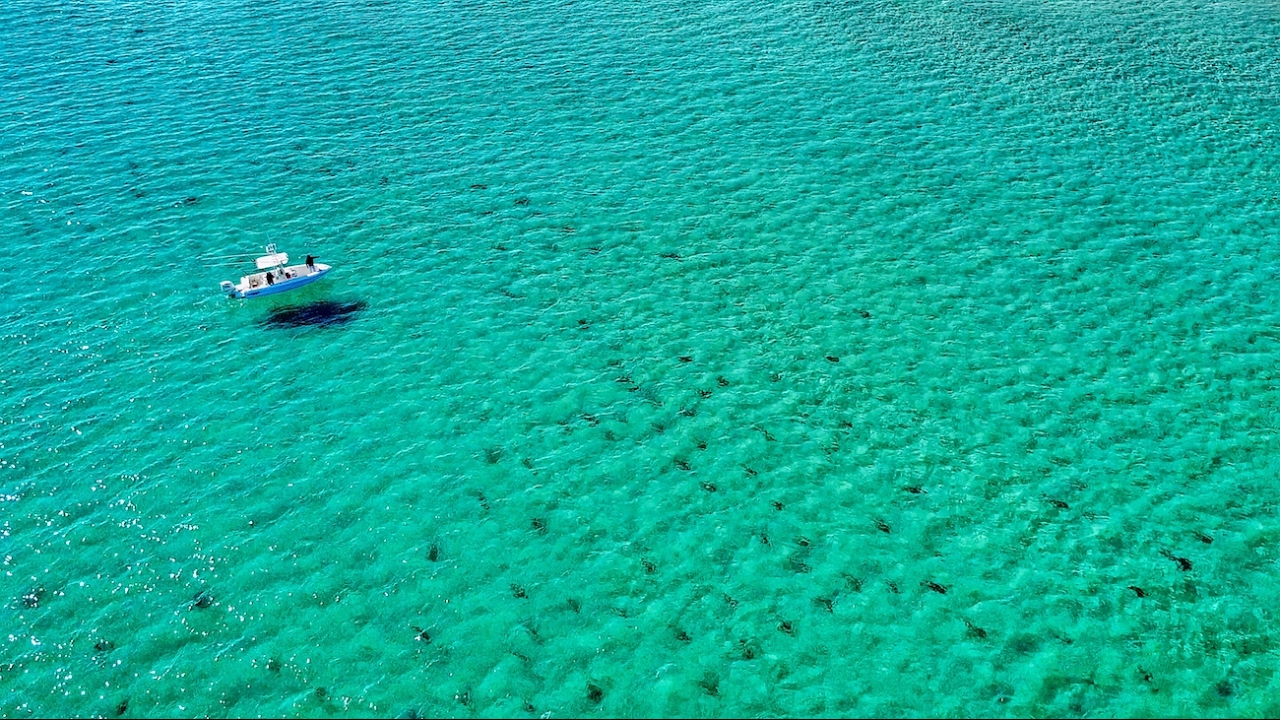 Florida Shark Migration by Drone!!! | DJI Mavic Pro | Amazing 4K Footage