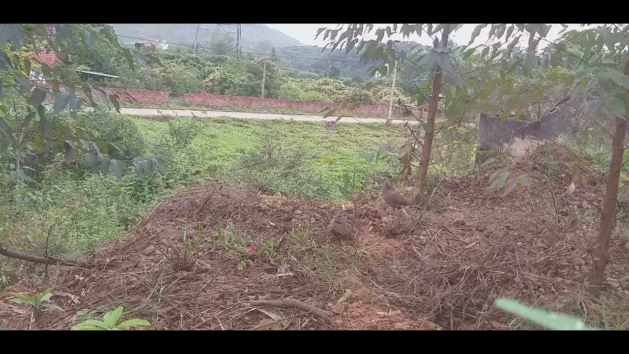 Bổi Trại Gạo 08/3/2026 