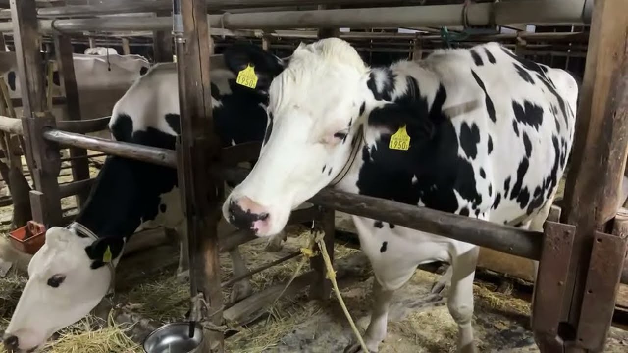 🐄酪農［動物出産］子牛誕生を生配信‼️超優秀乳牛ももちゃん4度目の出産｜ホルスタイン 大阪堺市酪農