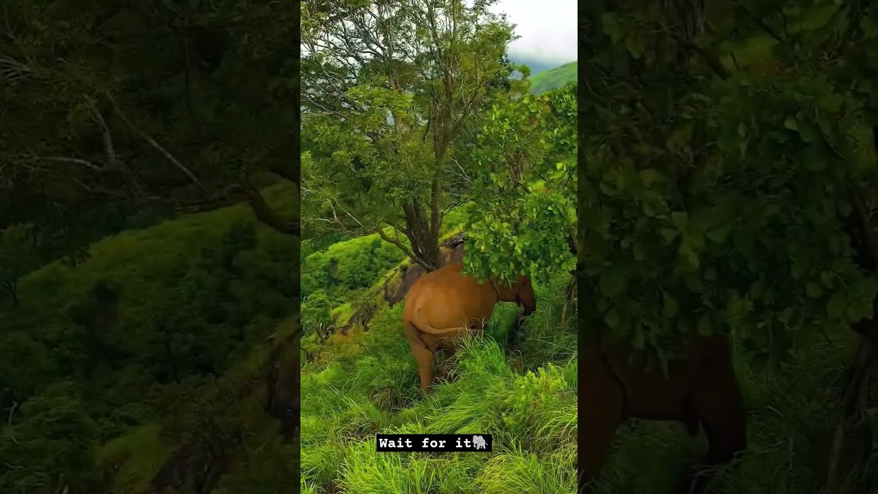 wait for it 😲 | elephant spotted in Kerala forest #kerala #forest #drone  #elephant #dronevideo