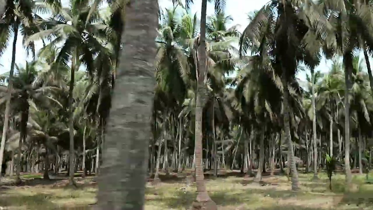Coconut farming in Andhrapradesh. #coconut