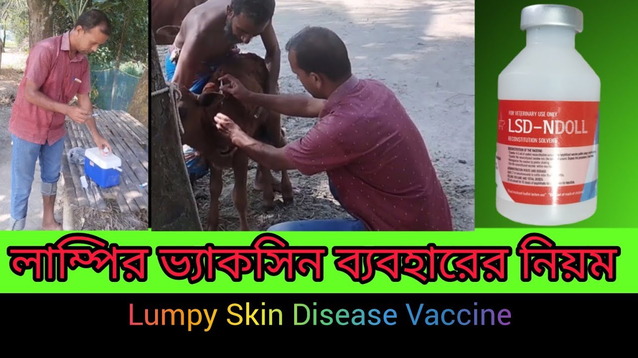  লাম্পি স্কিন ডিজিজ ভ্যাকসিন ব্যবহারের নিয়ম ও কার্য।Lumpy Skin Disease Vaccine।LSD-NDOLL।Doll Vet।