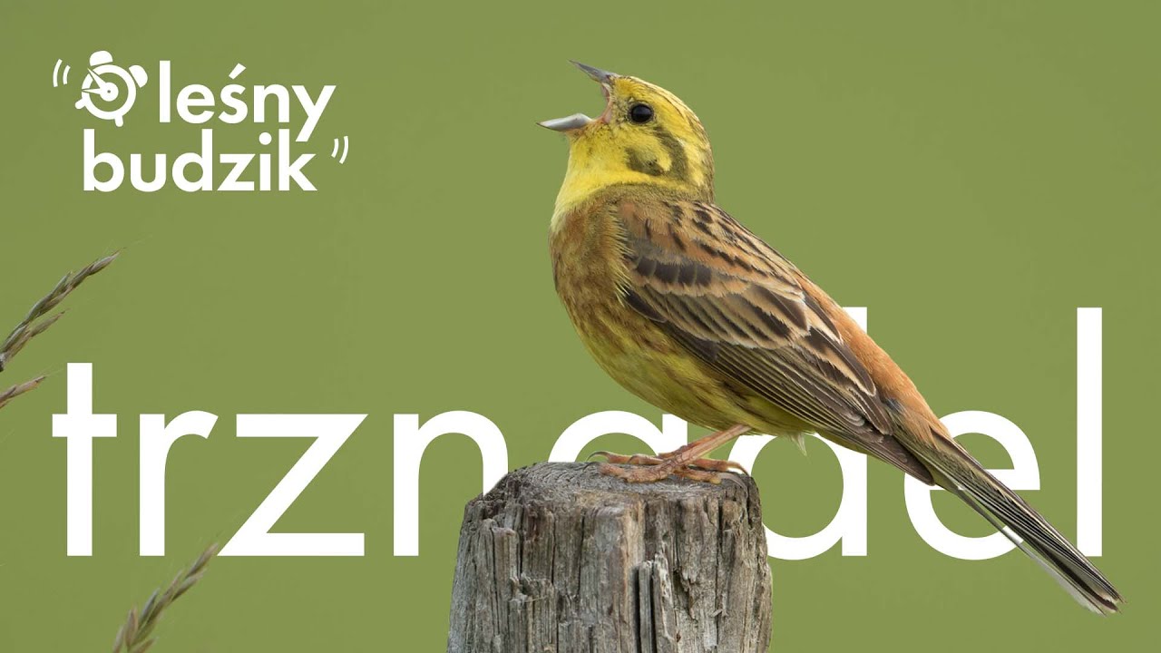 Leśny Budzik - Trznadel