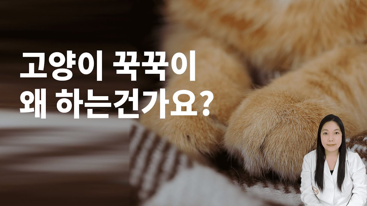 귀여운 냥이 행동! 고양이꾹꾹이를 하는 이유는 무엇인가요?