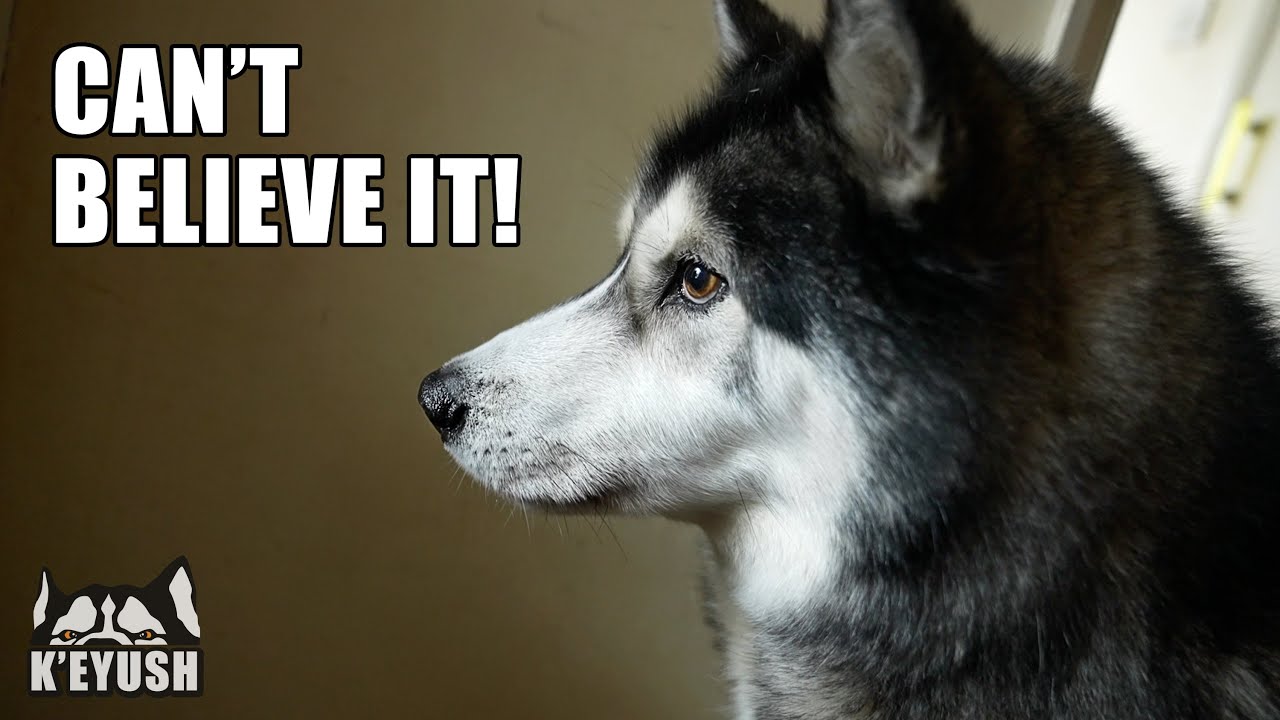 Husky Was So Shocked He Struggled To Speak!
