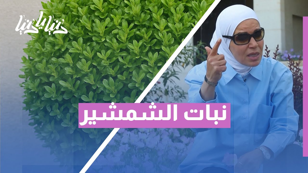 متى تقص الشمشير؟ التوقيت الذهبي لقص نبات الشمشير في الربيع لنمو كثيف وصحي!