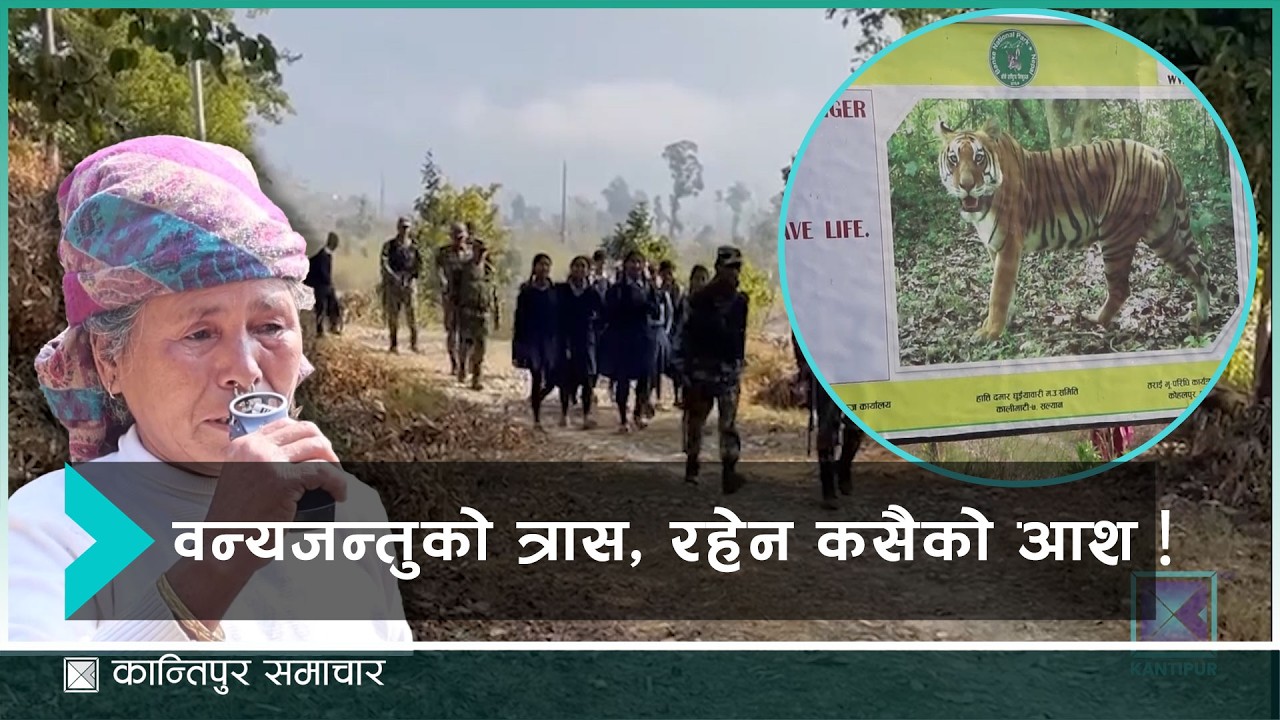 सल्यानमा बाघको आक्रमणबाट विद्यार्थी सुरक्षामा सेनाको साथ | Kantipur Samachar