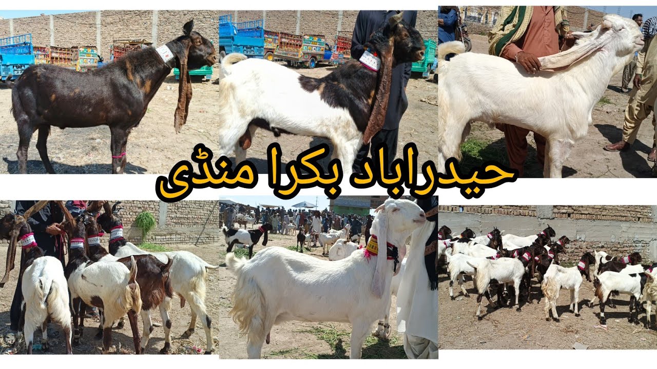Heydrabad bakra mandi Update New Latest Today 11 3 2026