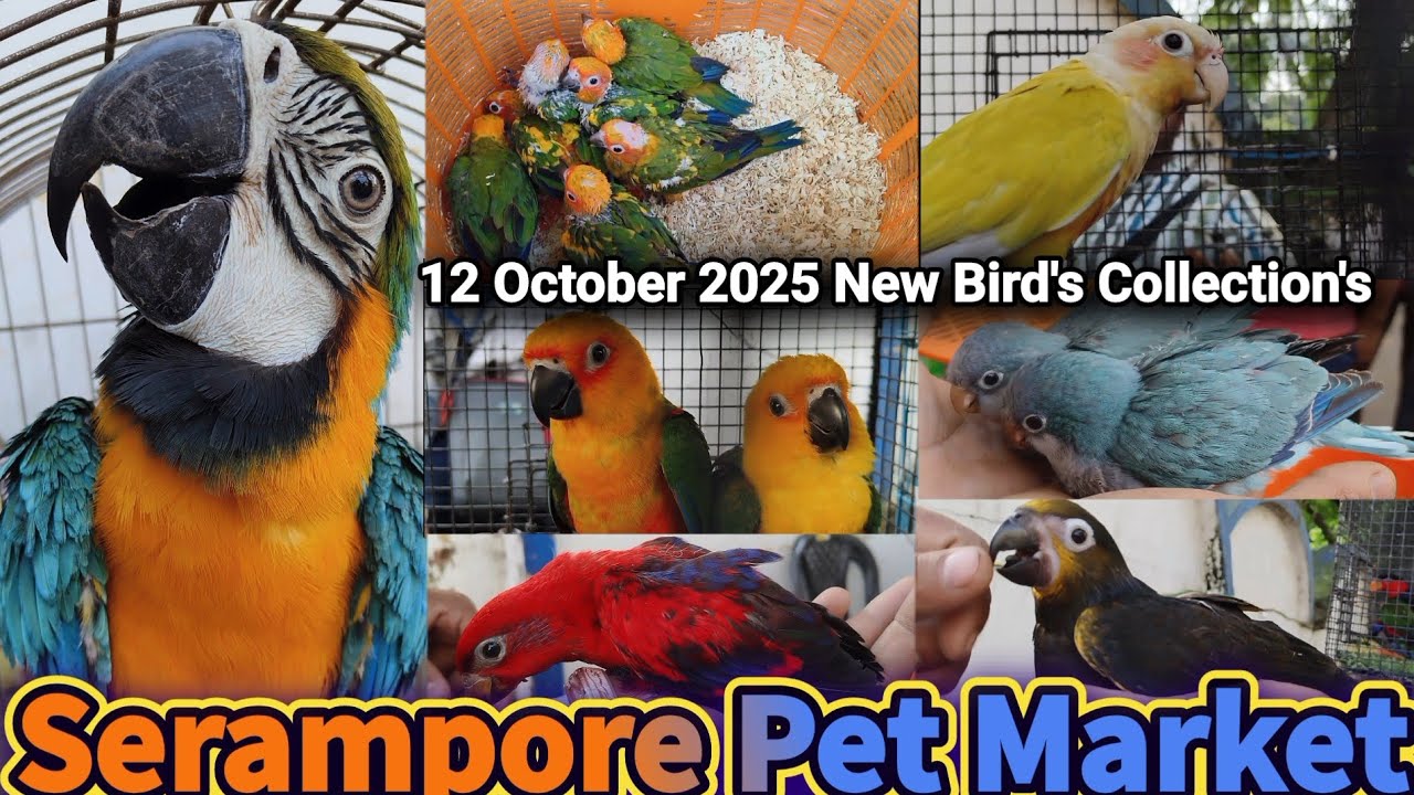 Sirampore Pet Market 2025 🦜 Macaw, Electus, Brown Lorry Baby, Blue Monk & More Rare Exotic Birds 