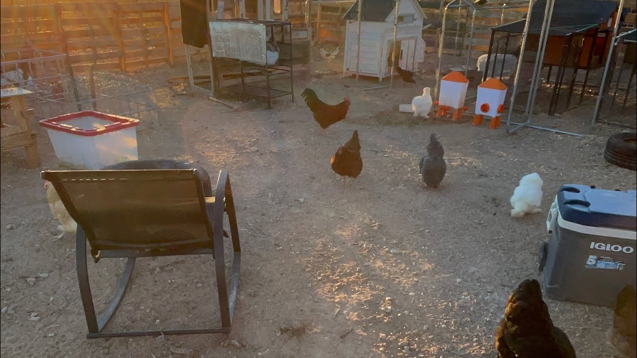 2/16/26 Morning from the Chicken Courtyard #westtexas #chicken #offgrid 