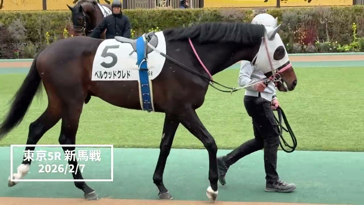2026年2月7日 | 東京5R 新馬戦 | ベルウッドクレド | カットソロ | ヘイジュード | パドック 現地映像 全頭 | 東京競馬場 | 芝1,800 | 雪